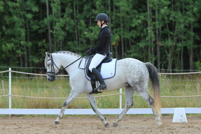 Understanding Contact: What Your Horse Is Actually Telling You Through the Reins