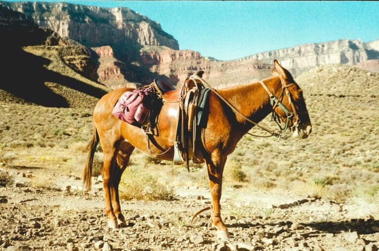 The Rise of the Versatile Mule: Why More Riders Are Making the Switch