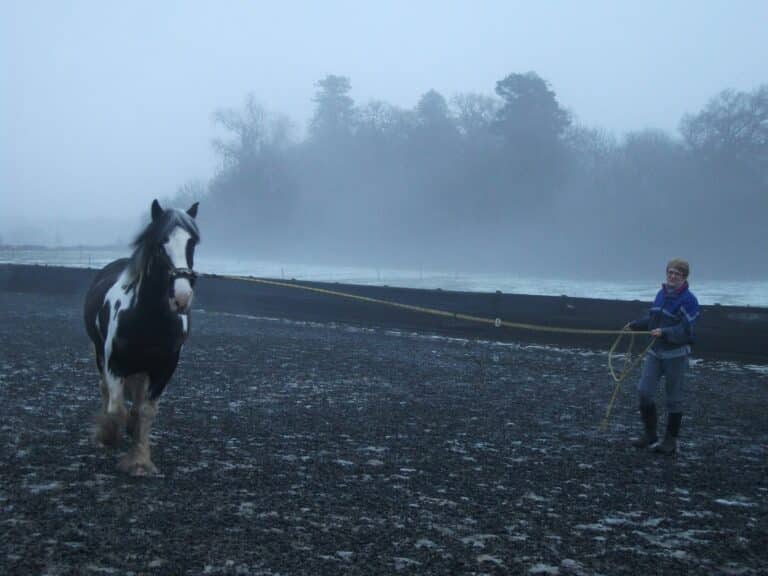 What to Look for in a Reputable Equine Trainer: Your Step-by-Step Guide