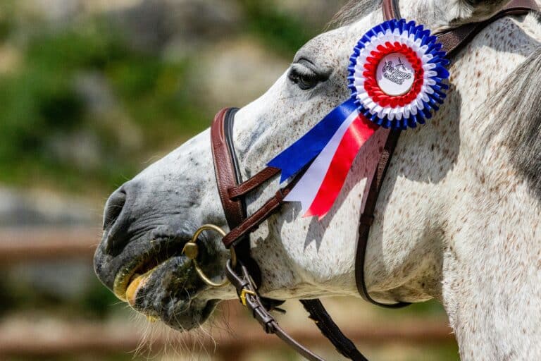 How to Prepare for Your First Horse Show: Beginner Guide & Checklist