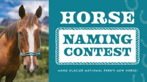 Glacier National Park’s Newest Trail Partner Needs a Name – And Horse Lovers Can Help