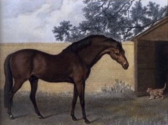 Godolphin Arabian: The Horse That Helped Shape the Modern Thoroughbred