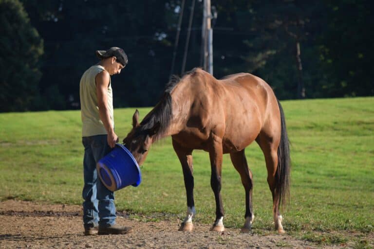 What Most Horse Owners Get Wrong About Horse Feeding