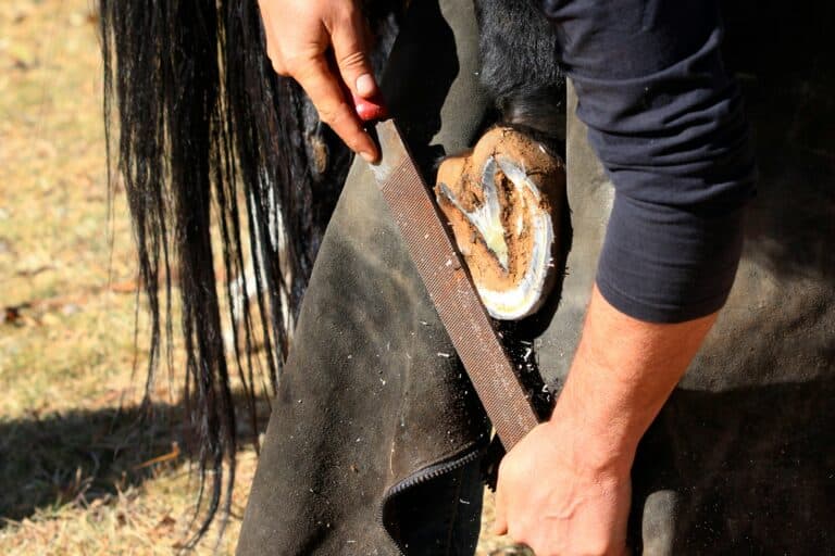 5 Signs Your Horse Needs a Farrier Sooner Than You Think