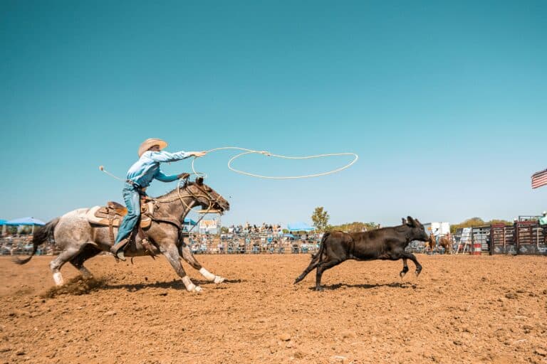 Horse Market Trends 2026: Prices, Demand & What Buyers and Sellers Need to Know