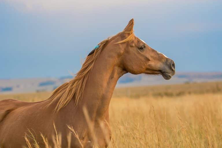 How to Read Your Horse's Body Language Before Problems Start