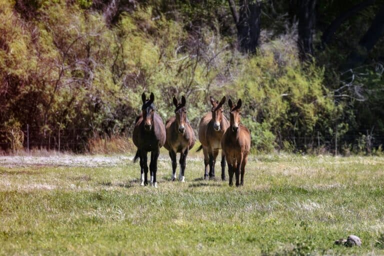 What Is a Mule? The Differences Between Mules, Donkeys, and Horses Explained
