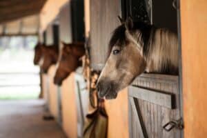 5 Barn Upgrades That Improve Safety Without Breaking the Budget