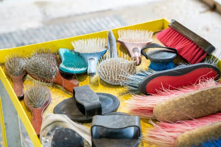 10 Things Every New Horse Owner Should Buy First | Essential Horse Owner Checklist