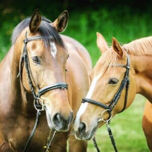 Choosing the Right Horse: Matching Personality to Experience
