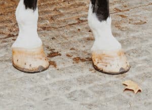 The Truth About Barefoot vs. Shoes: Which Horses Really Need Them?